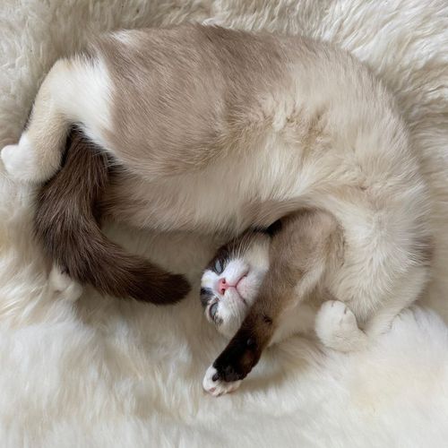 Gato saludable y relajado