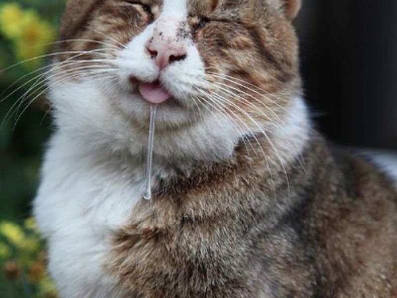 Gatito curioso y sano