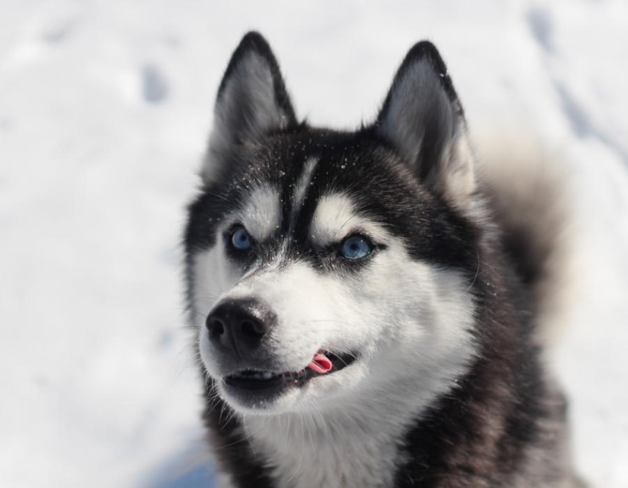 Perro husky sano y feliz, símbolo del cuidado de Propets