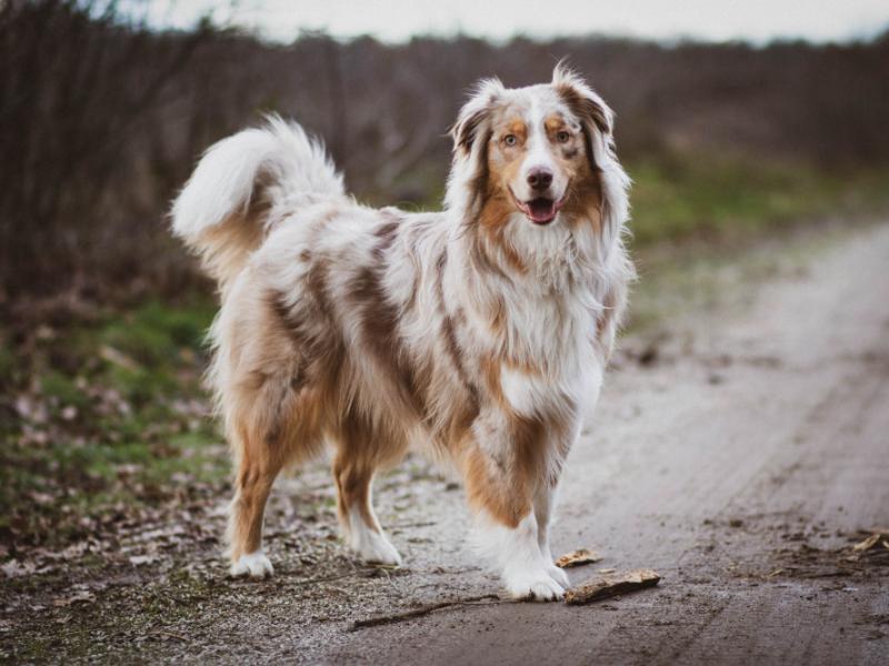 Mascota saludable y activa, disfrutando al aire libre